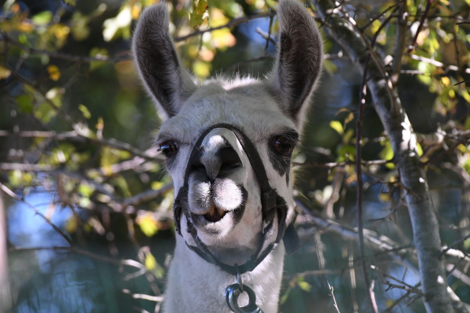 Nikon D500 sample photo. Alpaca, mammal, head photography