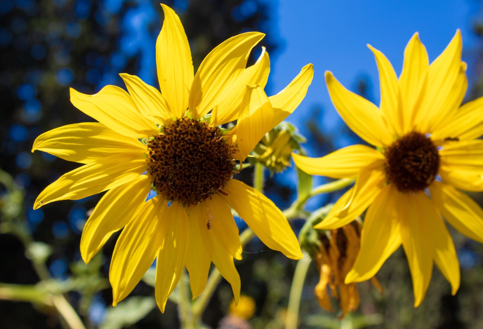 Canon EOS 1300D (EOS Rebel T6 / EOS Kiss X80) sample photo. Sunflowers, wild, outside photography