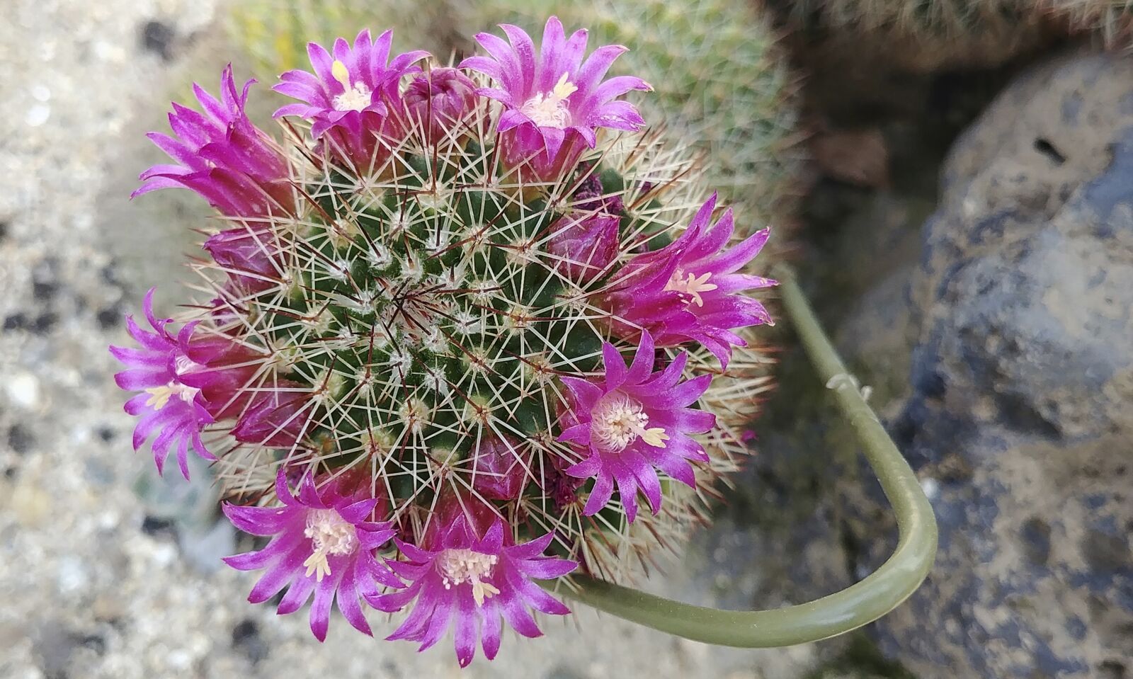 LG G6 sample photo. Cactus flower, botanical garden photography