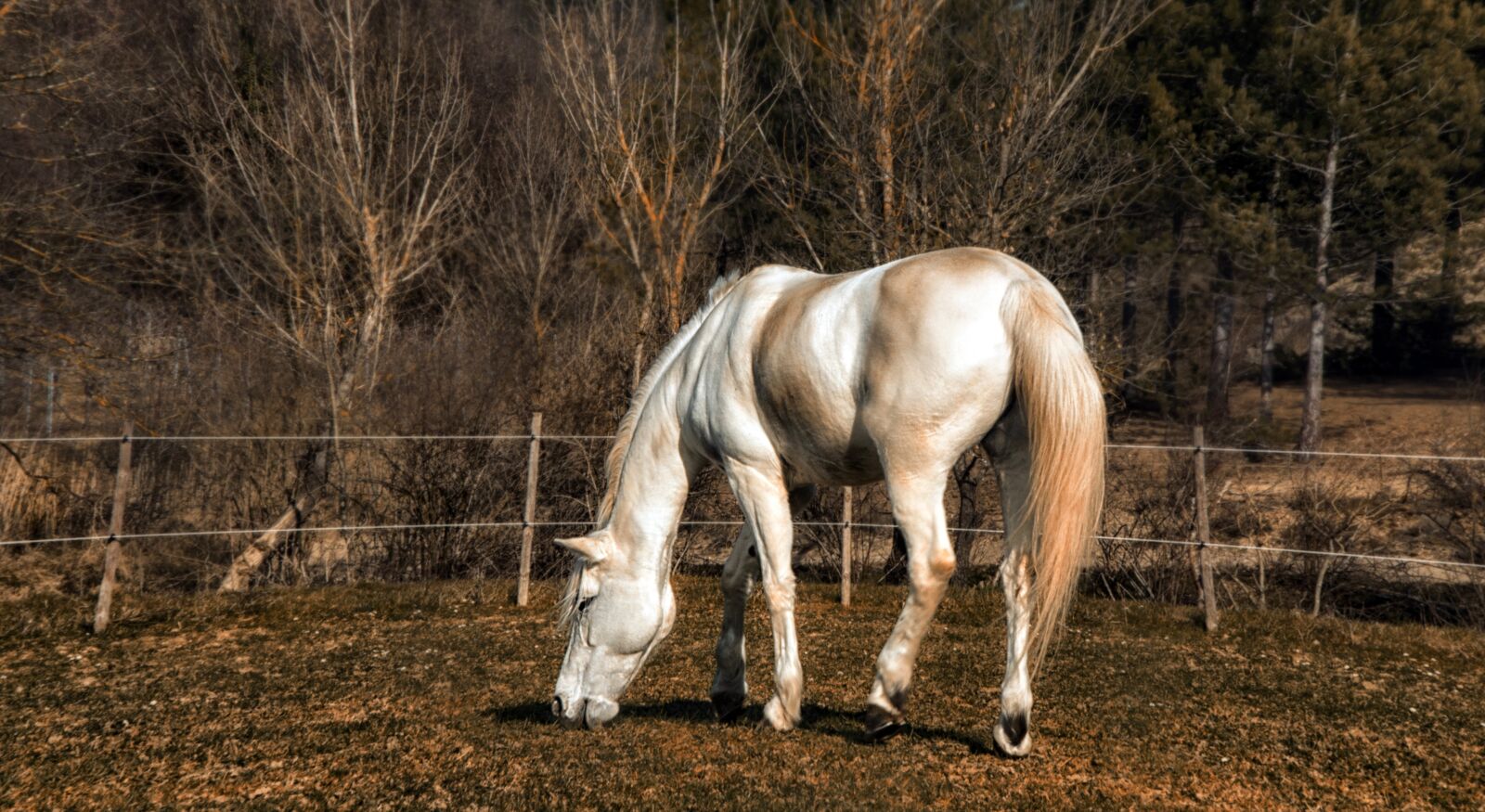 Canon EF-S 17-85mm F4-5.6 IS USM sample photo. Horse, tree, field photography