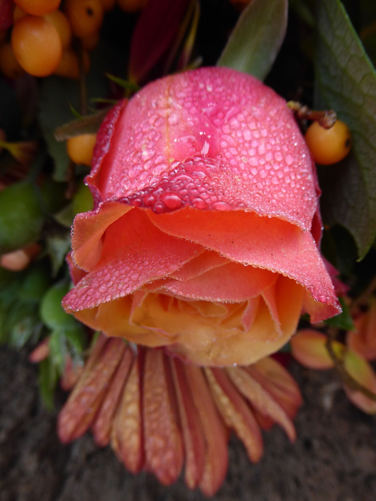 Panasonic Lumix DMC-ZS50 (Lumix DMC-TZ70) sample photo. Pink rose, dew, macro photography