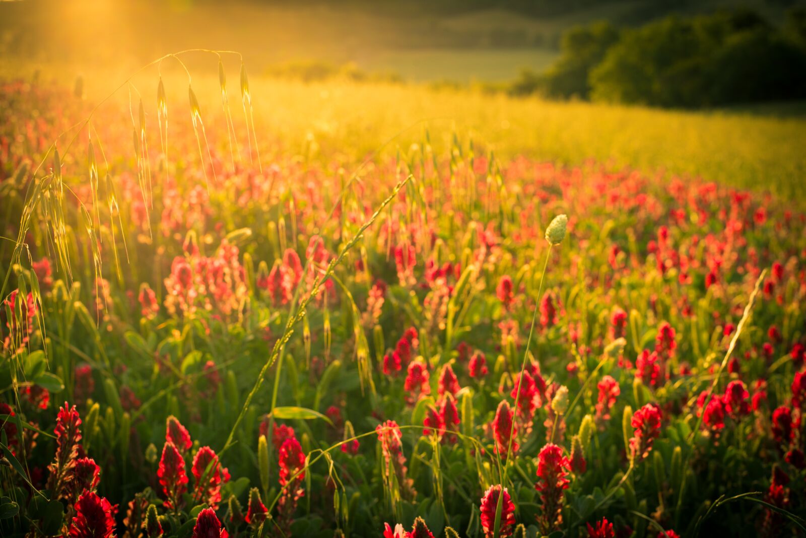 Nikon D750 sample photo. Nature, flower, field photography