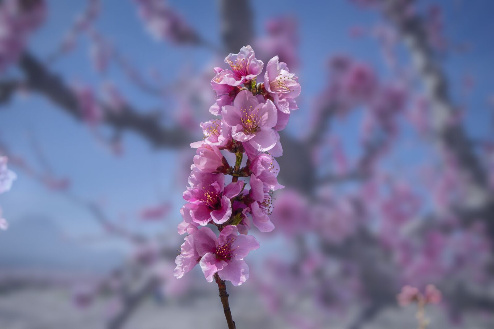 Nikon D3300 sample photo. Flower, peach, branch photography