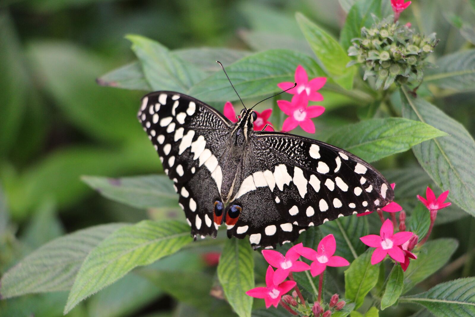 Canon EOS 100D (EOS Rebel SL1 / EOS Kiss X7) sample photo. Butterfly, lepidoptera, insect photography