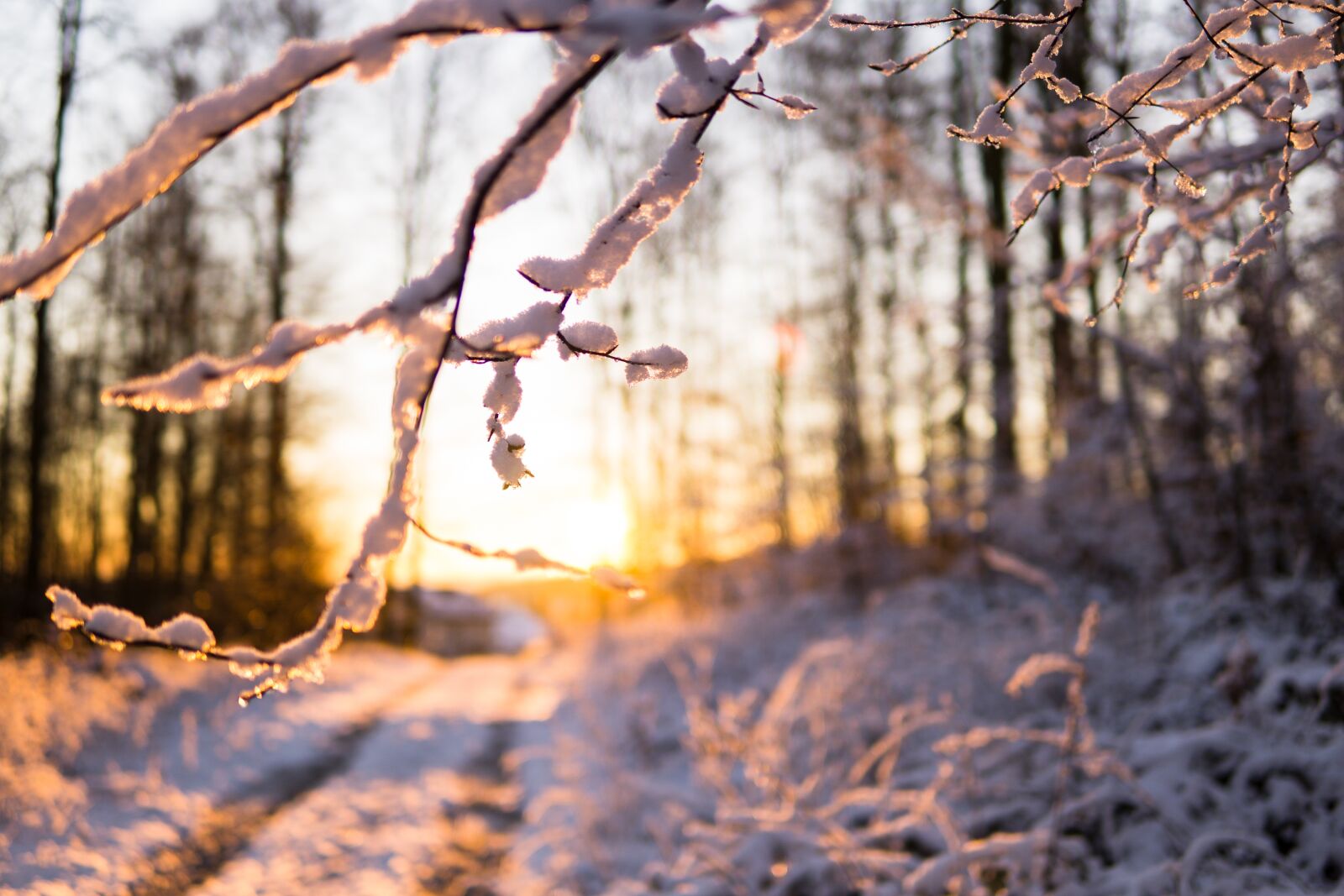 30mm F1.4 DC DN | Contemporary 016 sample photo. Snow, winter, nature photography