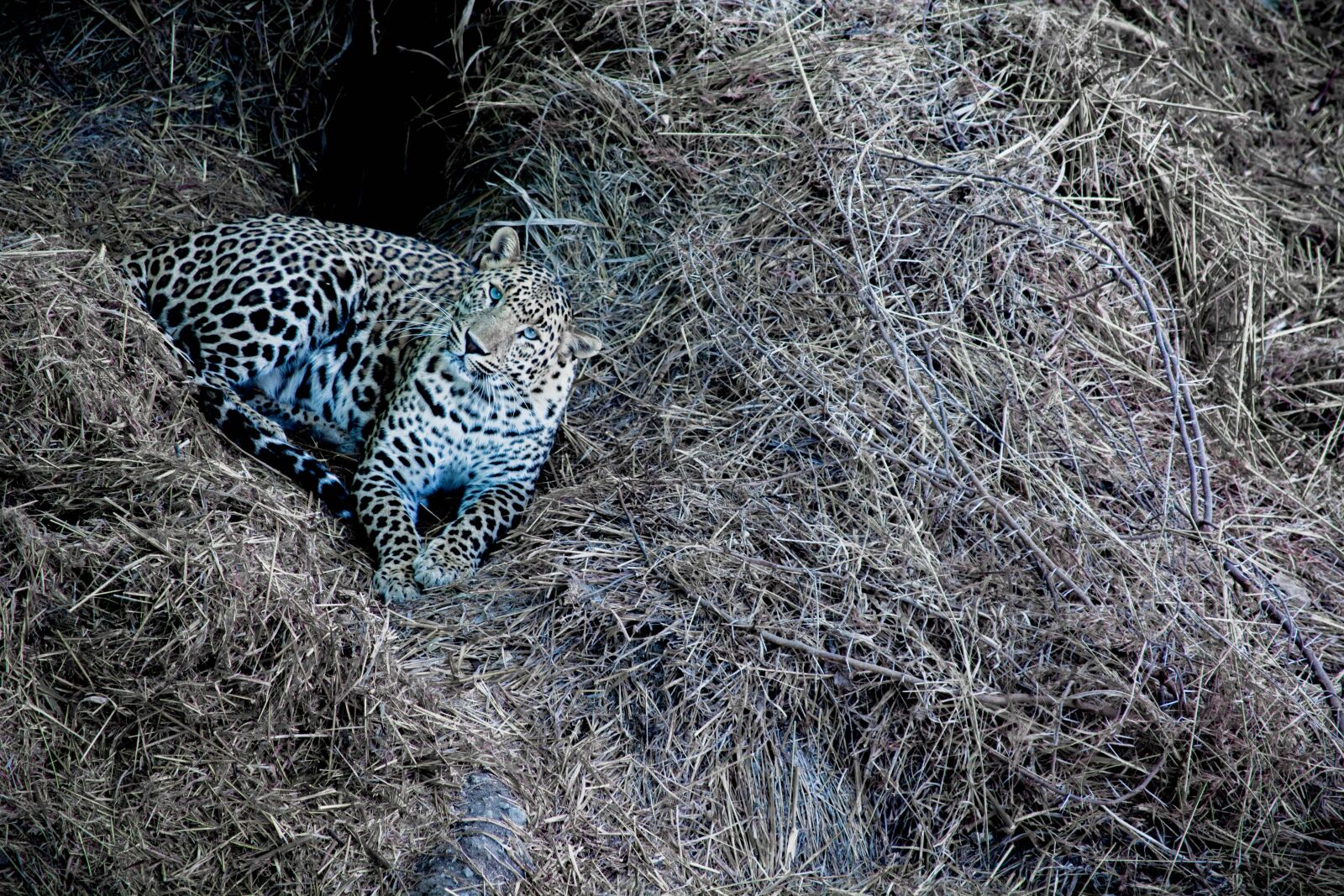 Nikon D5200 sample photo. Leopard, tiger, wildlife photography