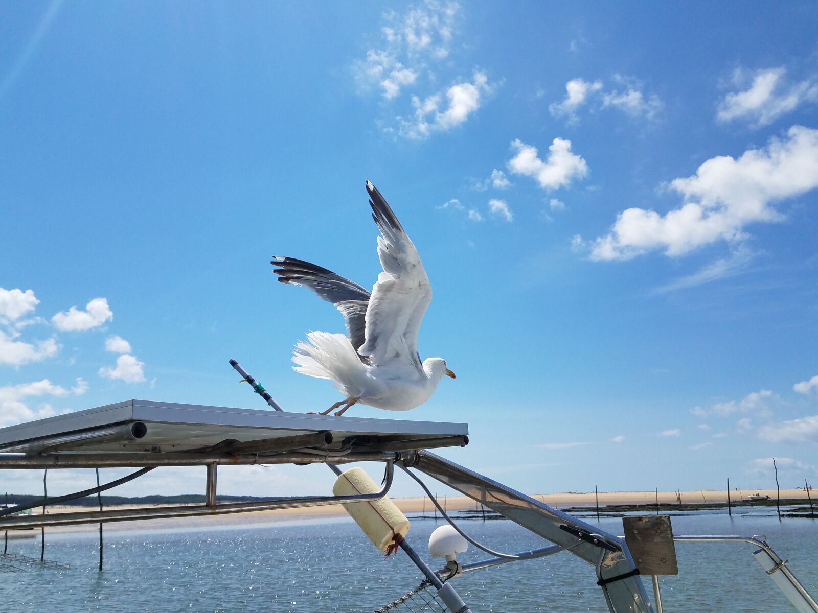 Samsung Galaxy S7 Edge sample photo. Seagull, blue sky, sea photography