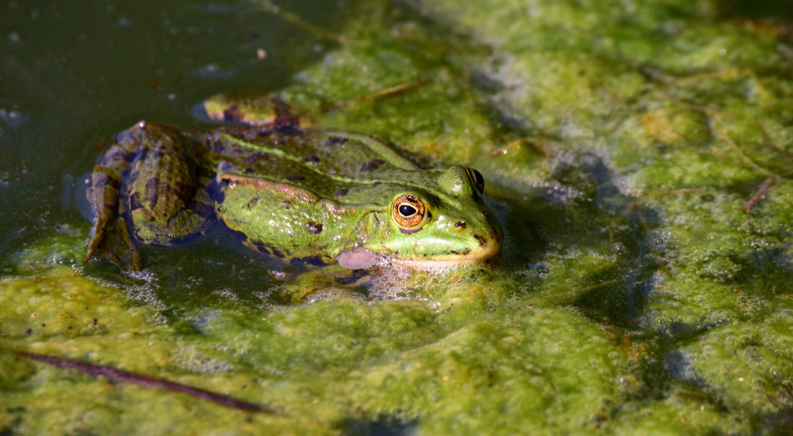 Nikon D3300 sample photo. Frog, pond, nature photography