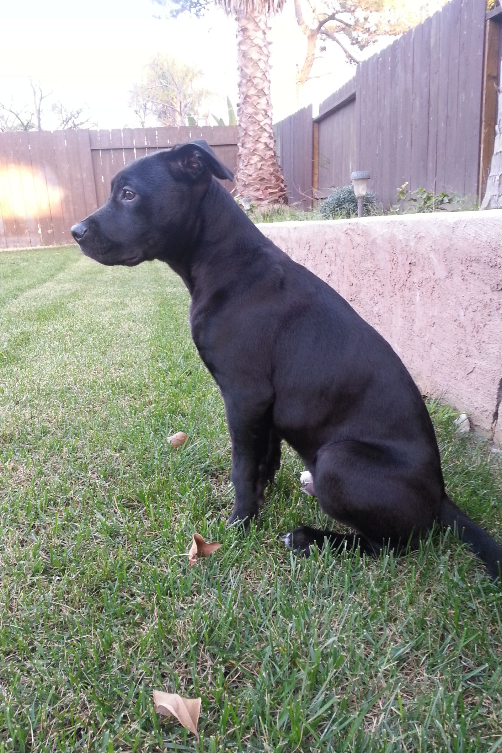 Samsung Galaxy S3 sample photo. Backyard, dog, animal photography