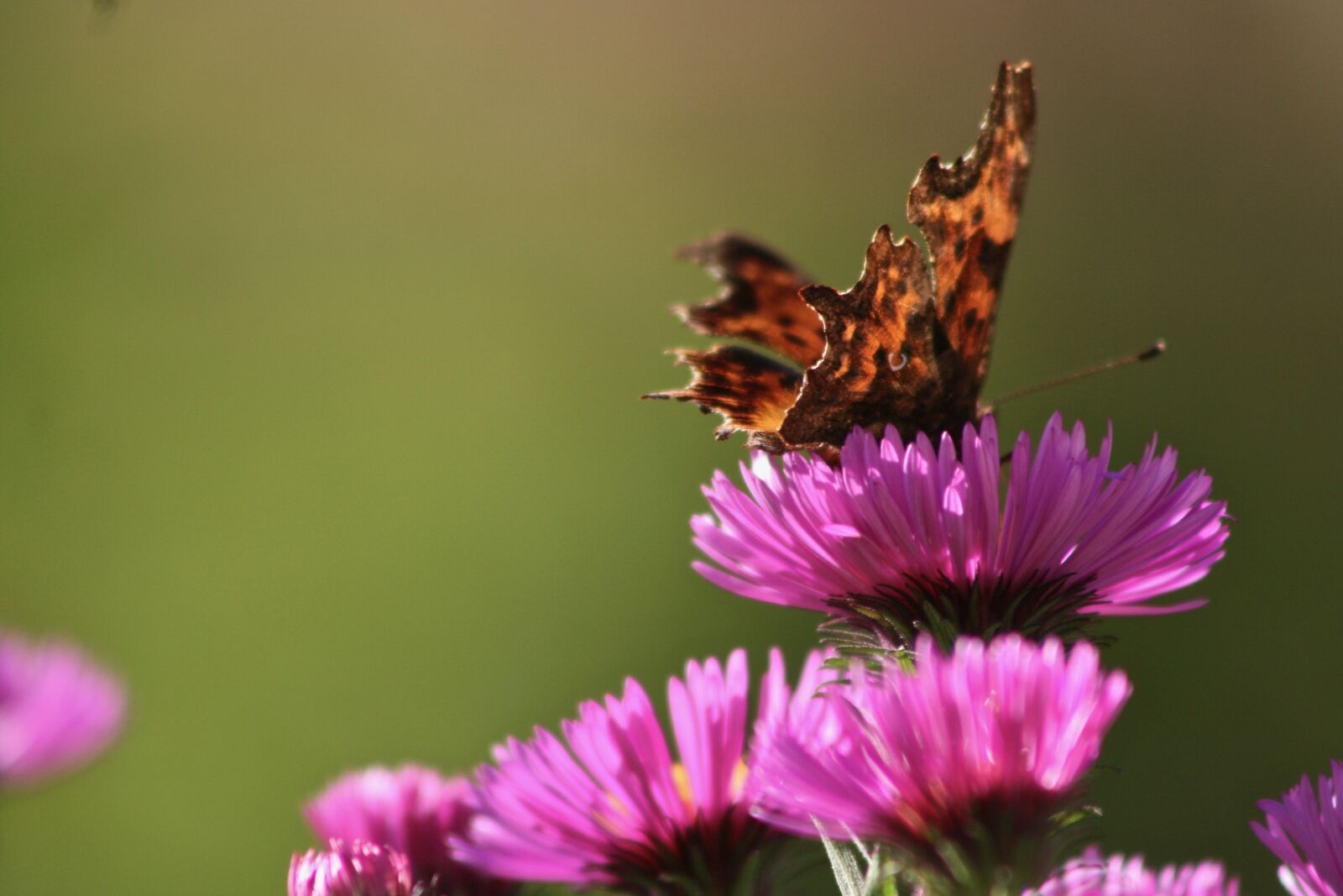 Canon EOS 400D (EOS Digital Rebel XTi / EOS Kiss Digital X) sample photo. Insect, butterfly, c falter photography