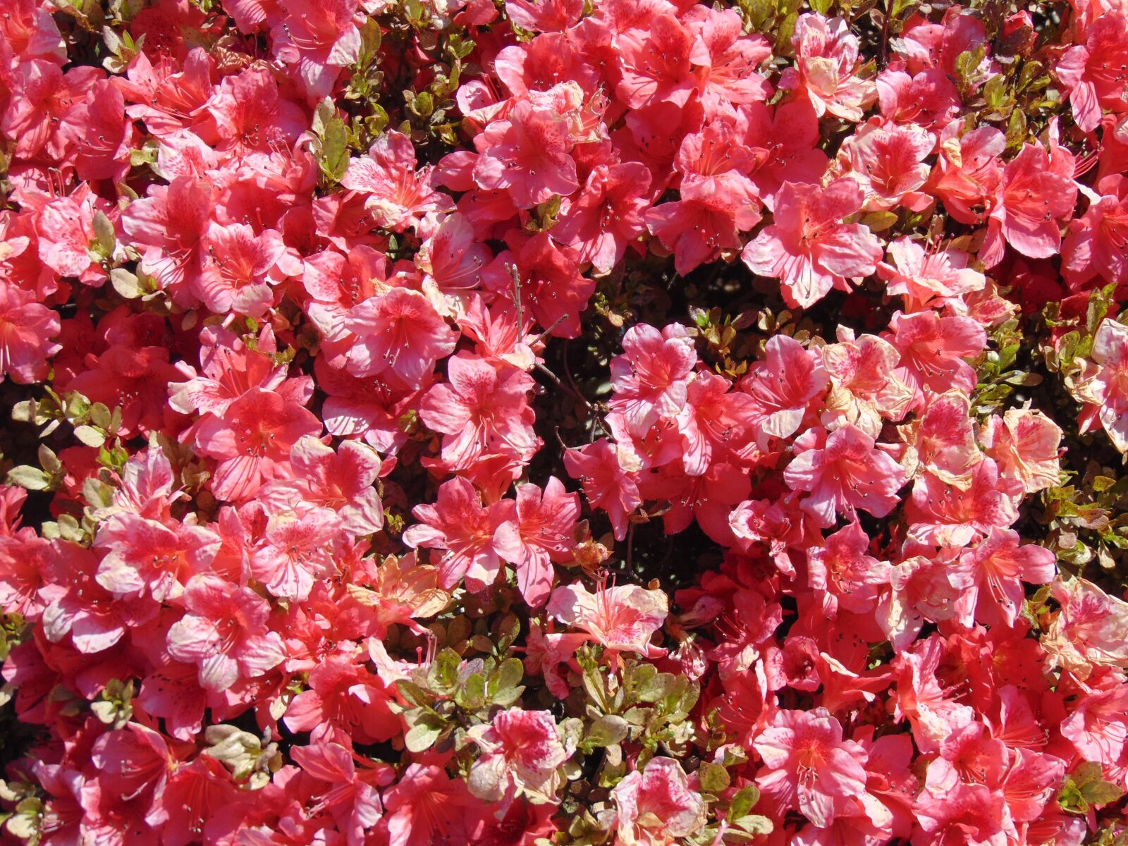 Sony Cyber-shot DSC-H300 sample photo. Flowers, pink, bush photography