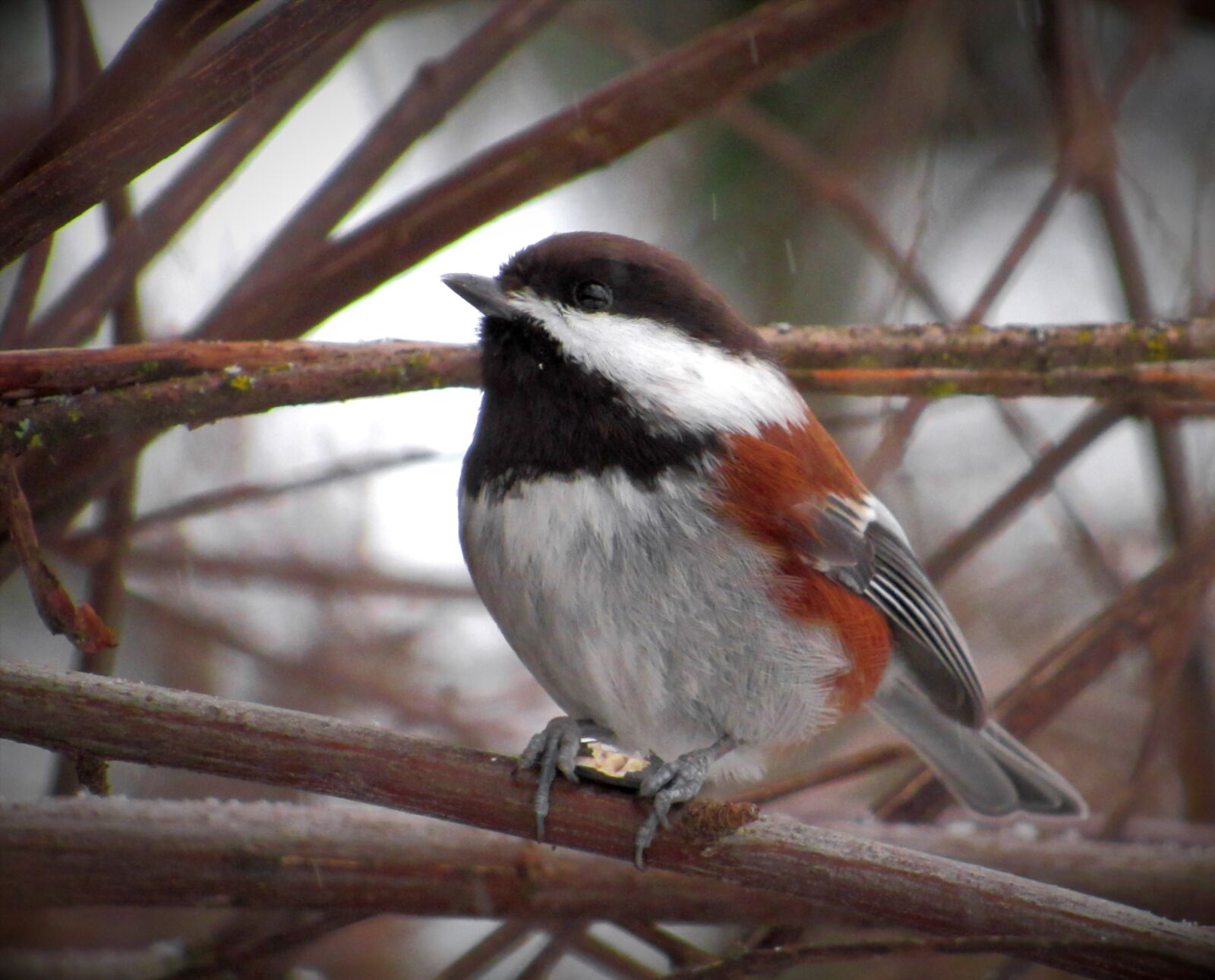 Canon PowerShot SX530 HS sample photo. Chestnut, backed, chestnut-backed photography