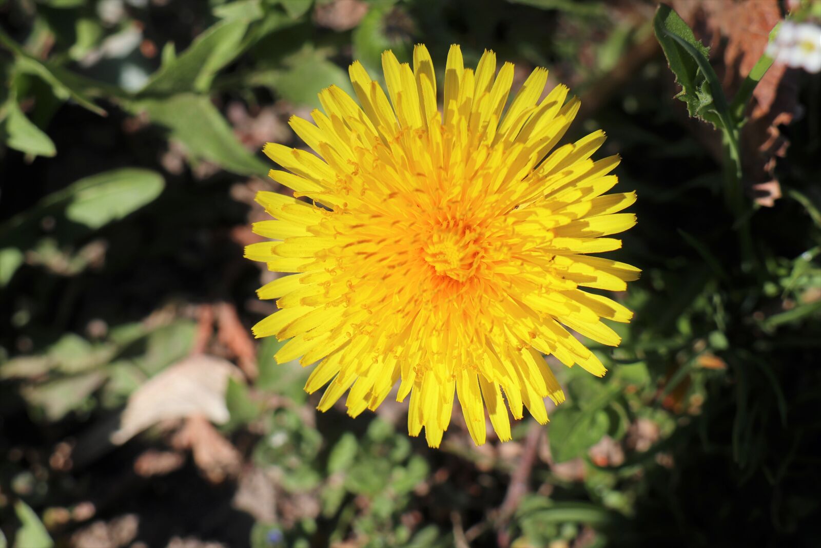 Canon EOS M6 sample photo. Spring, sonchus oleraceus, nature photography