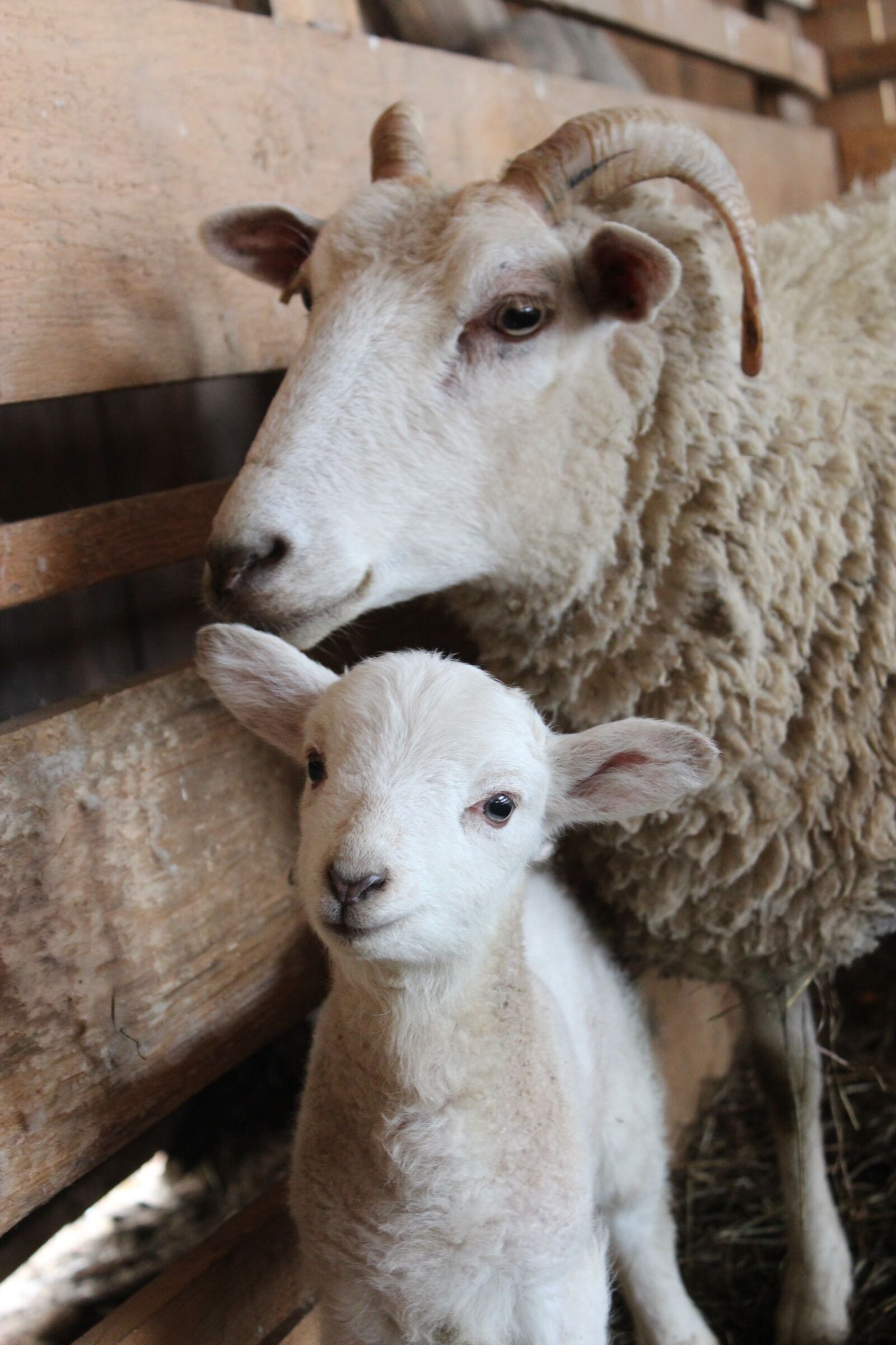 Canon EOS 600D (Rebel EOS T3i / EOS Kiss X5) sample photo. Sheep, lamb, wool photography