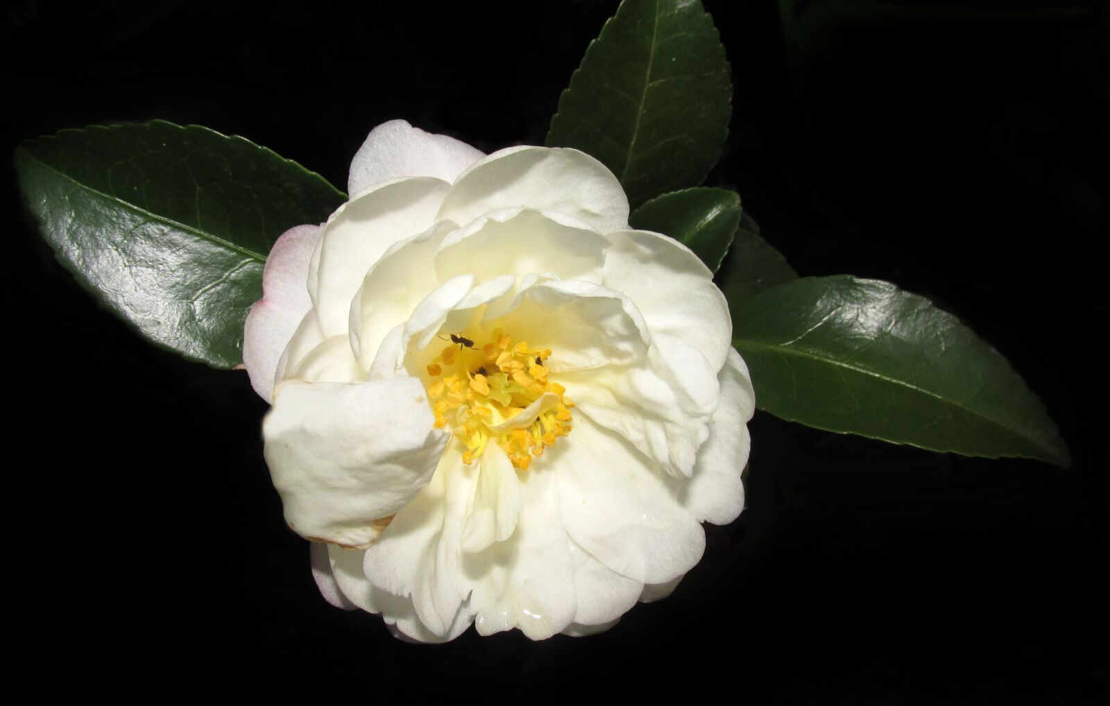 Canon PowerShot SX170 IS sample photo. Camellia, white, flower photography