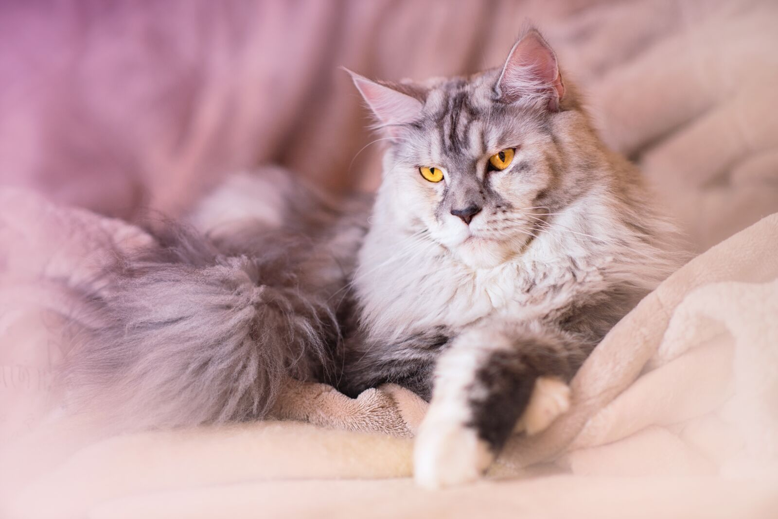 Nikon D750 sample photo. Cat, maine coon, animal photography