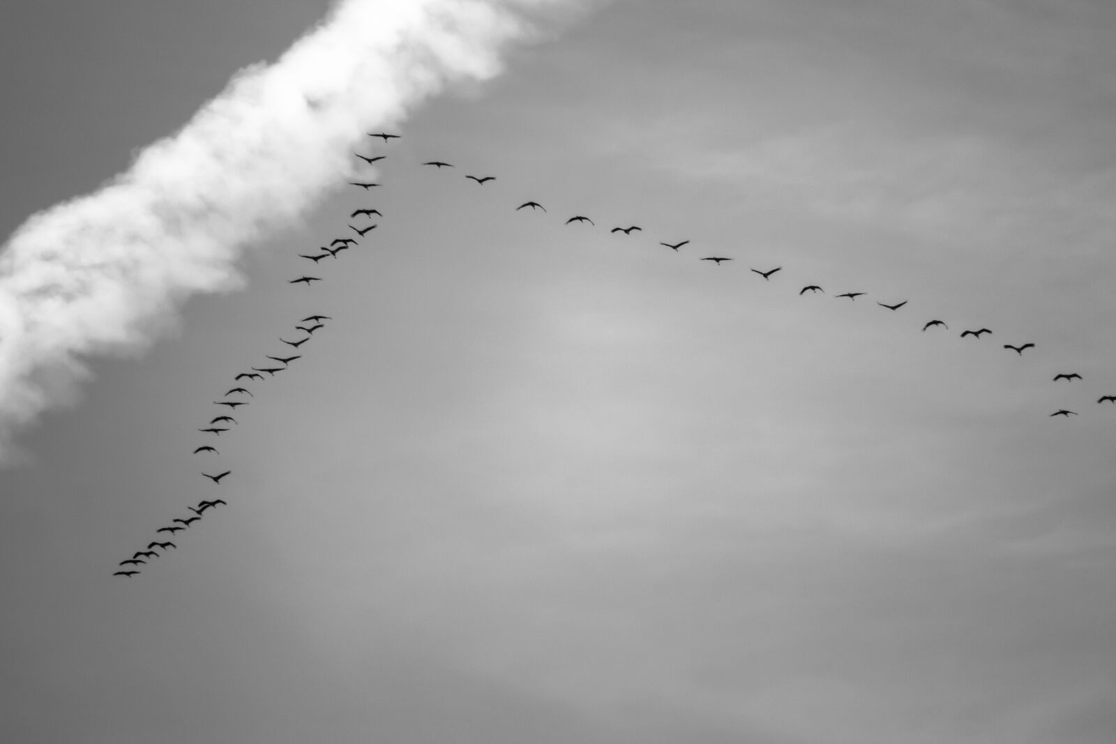 Canon PowerShot G3 X sample photo. Migratory birds, cranes, flock photography
