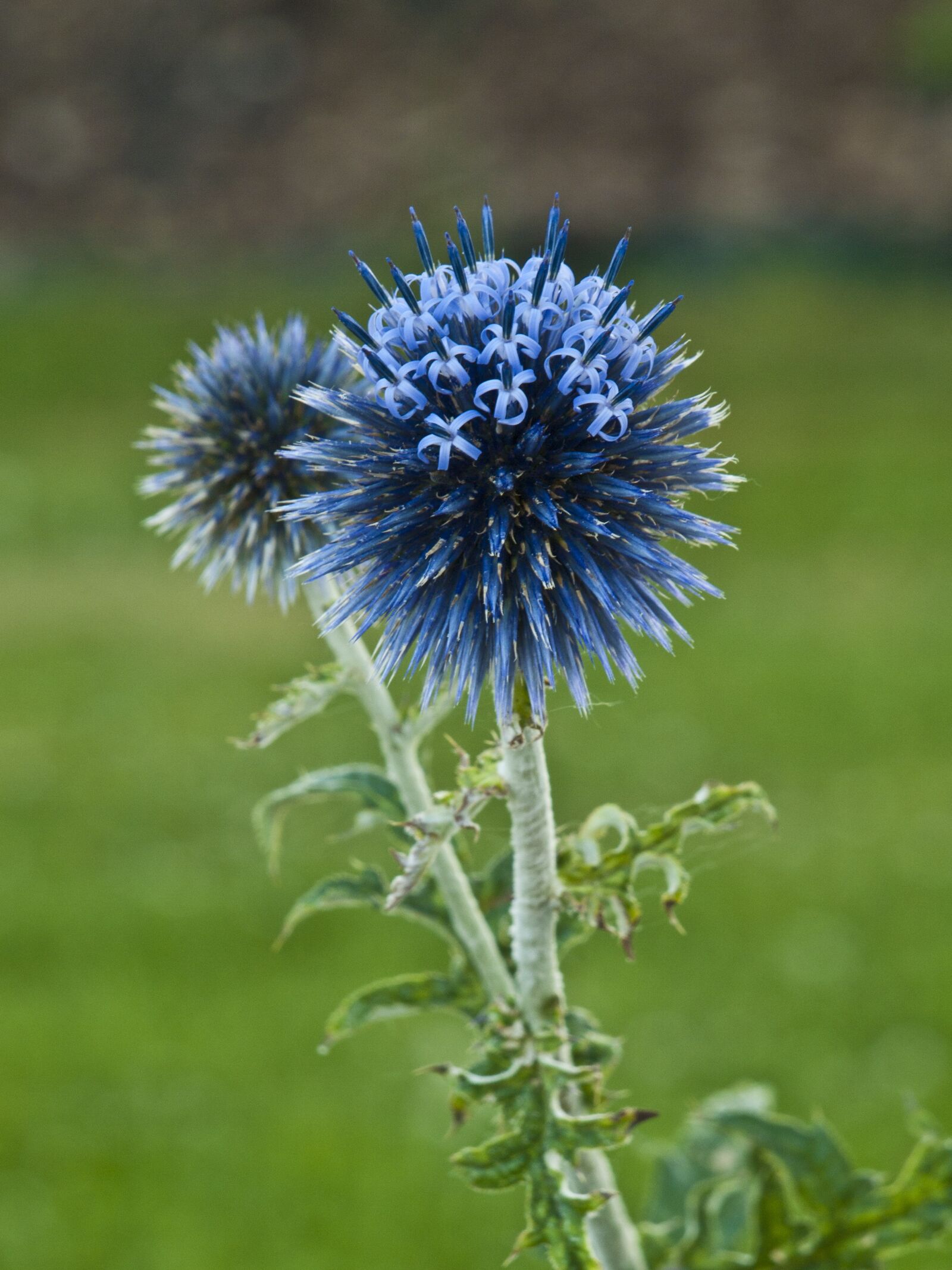 Olympus E-420 (EVOLT E-420) sample photo. Thistle, ornamental thistle, flower photography