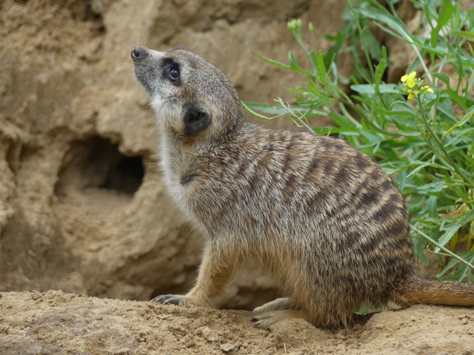 Panasonic Lumix DMC-FZ300 sample photo. Meerkat, wildlife, africa photography