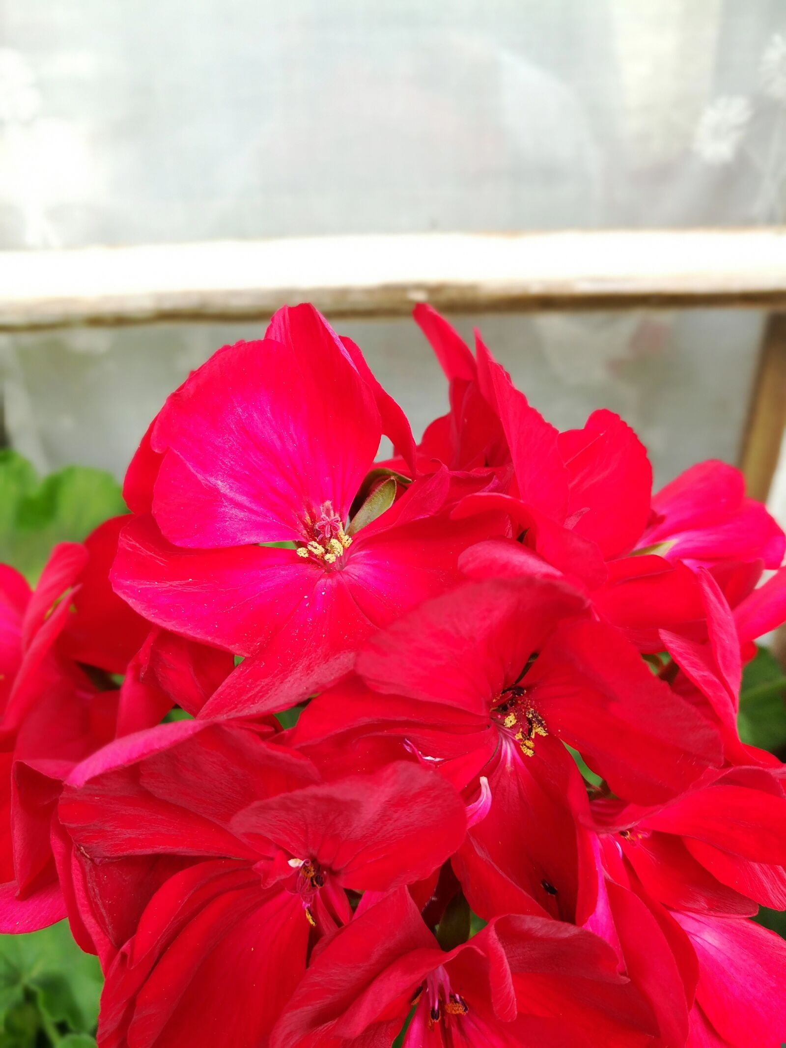 HUAWEI c??Eu?s 6X sample photo. Flower, nature, red photography