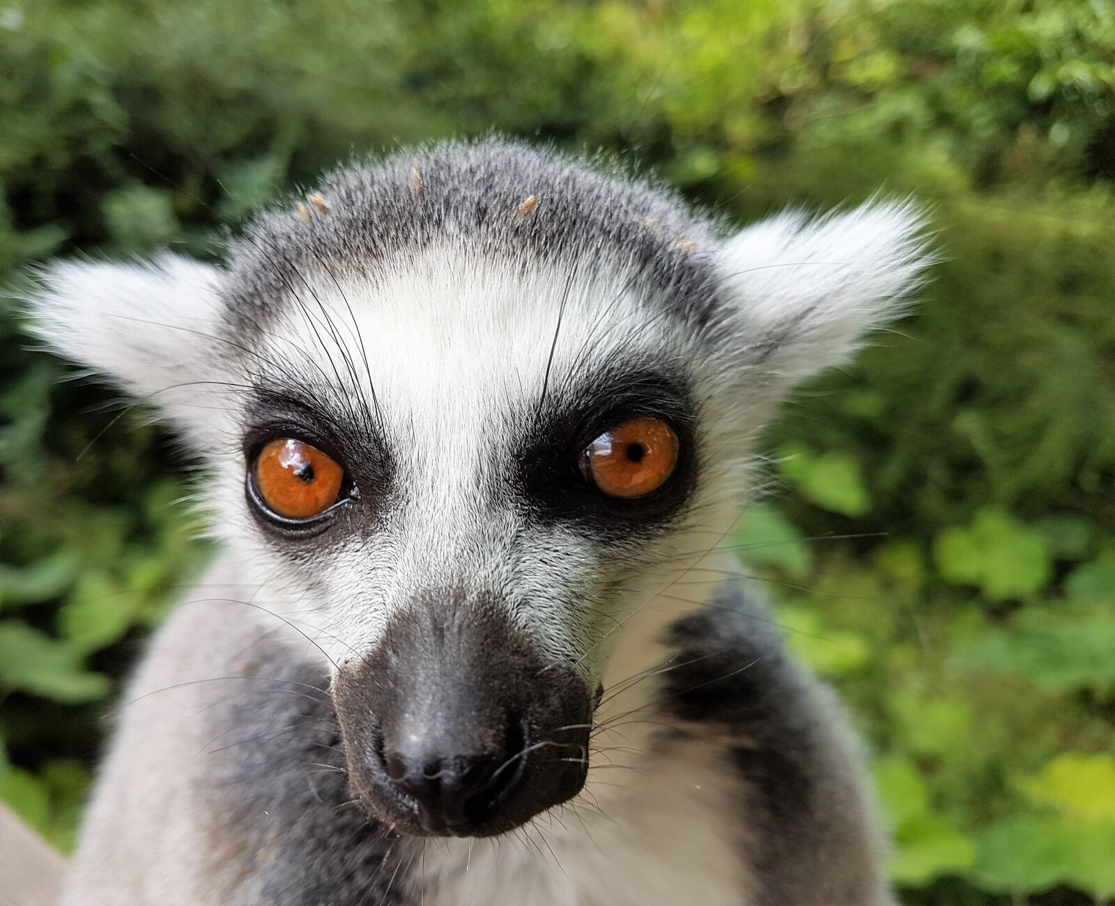 Samsung Galaxy S7 Edge sample photo. Lima, animal, zoo photography