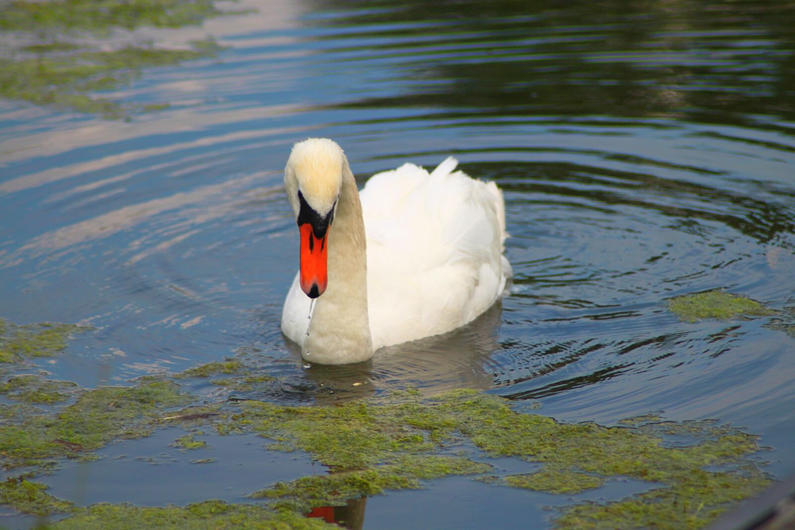 Canon EOS 500D (EOS Rebel T1i / EOS Kiss X3) sample photo. Swan, idyll, water photography
