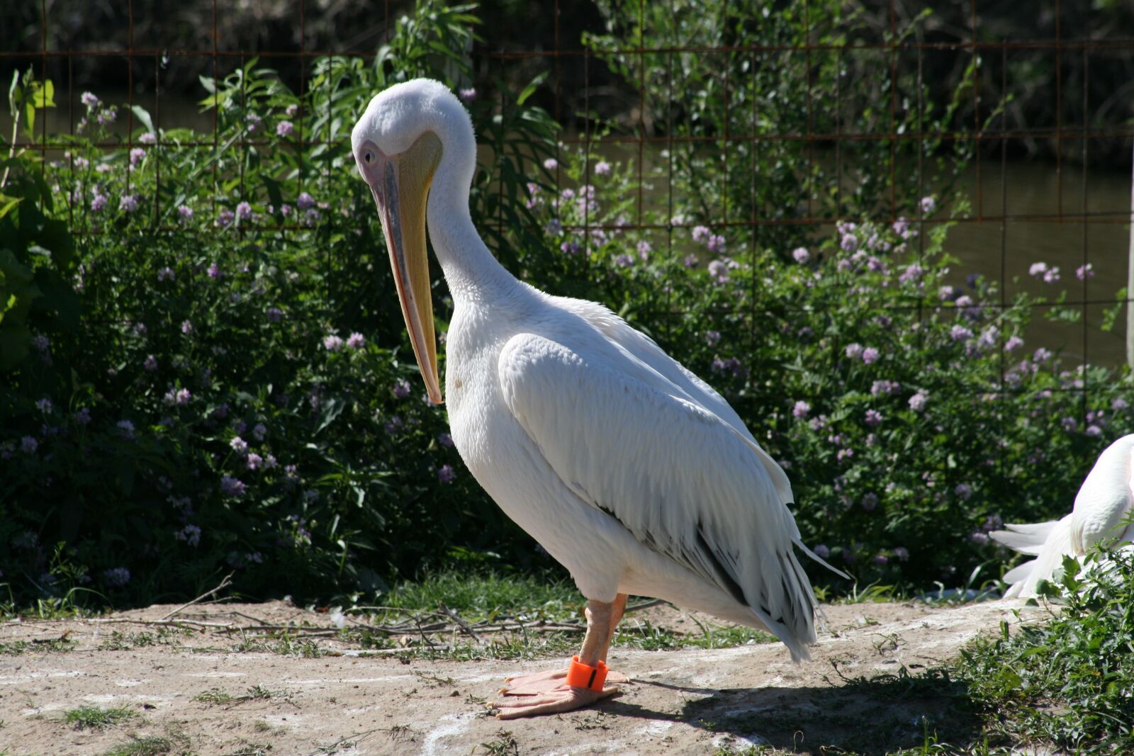 Canon EOS 400D (EOS Digital Rebel XTi / EOS Kiss Digital X) sample photo. Nature, bird, water photography