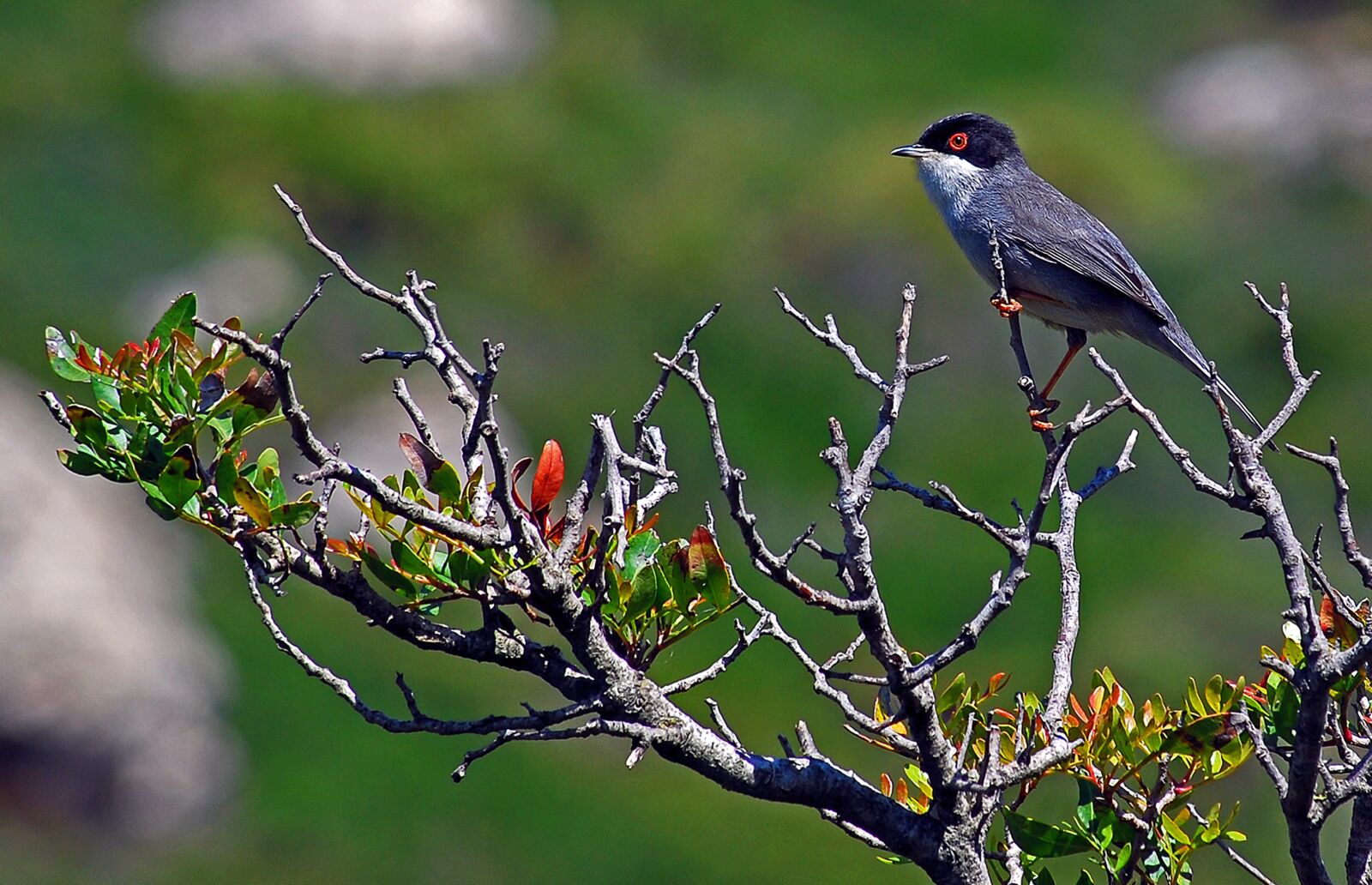 Nikon D60 sample photo. Sylvia melanocephala, bird, green photography