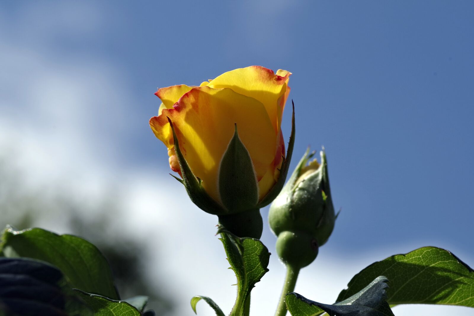 Pentax K-S2 sample photo. Rose, orange, yellow photography