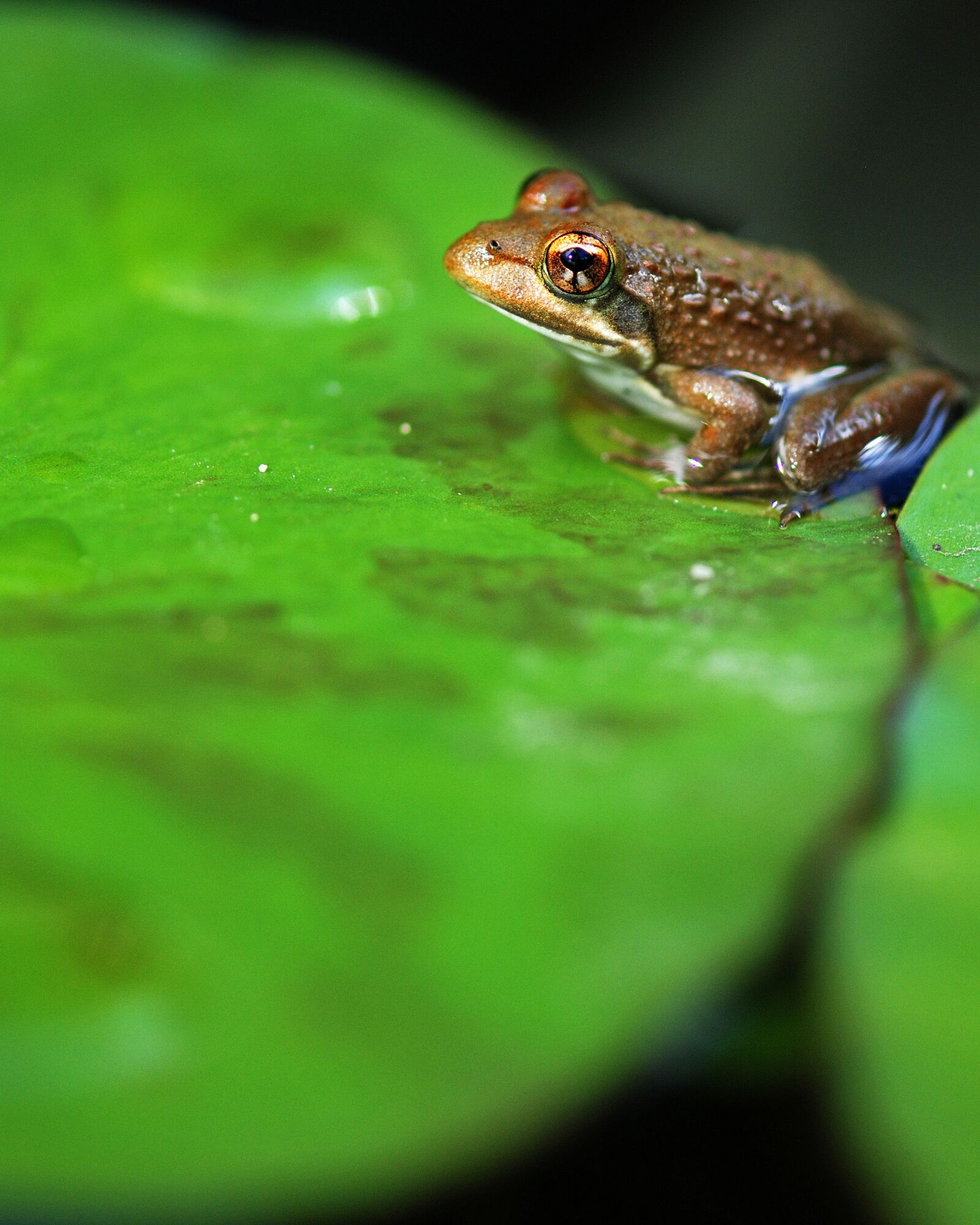 Nikon D80 sample photo. Contemplation macro, tree frog photography