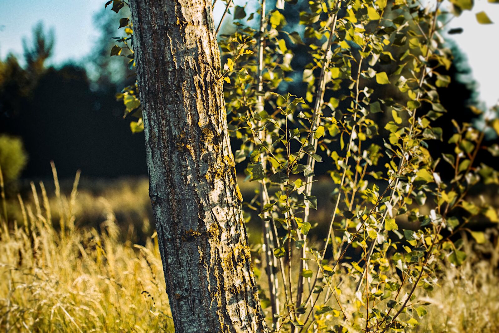 Canon EOS 6D + Canon EF 50mm F1.4 USM sample photo. Tree, foliage, nature photography