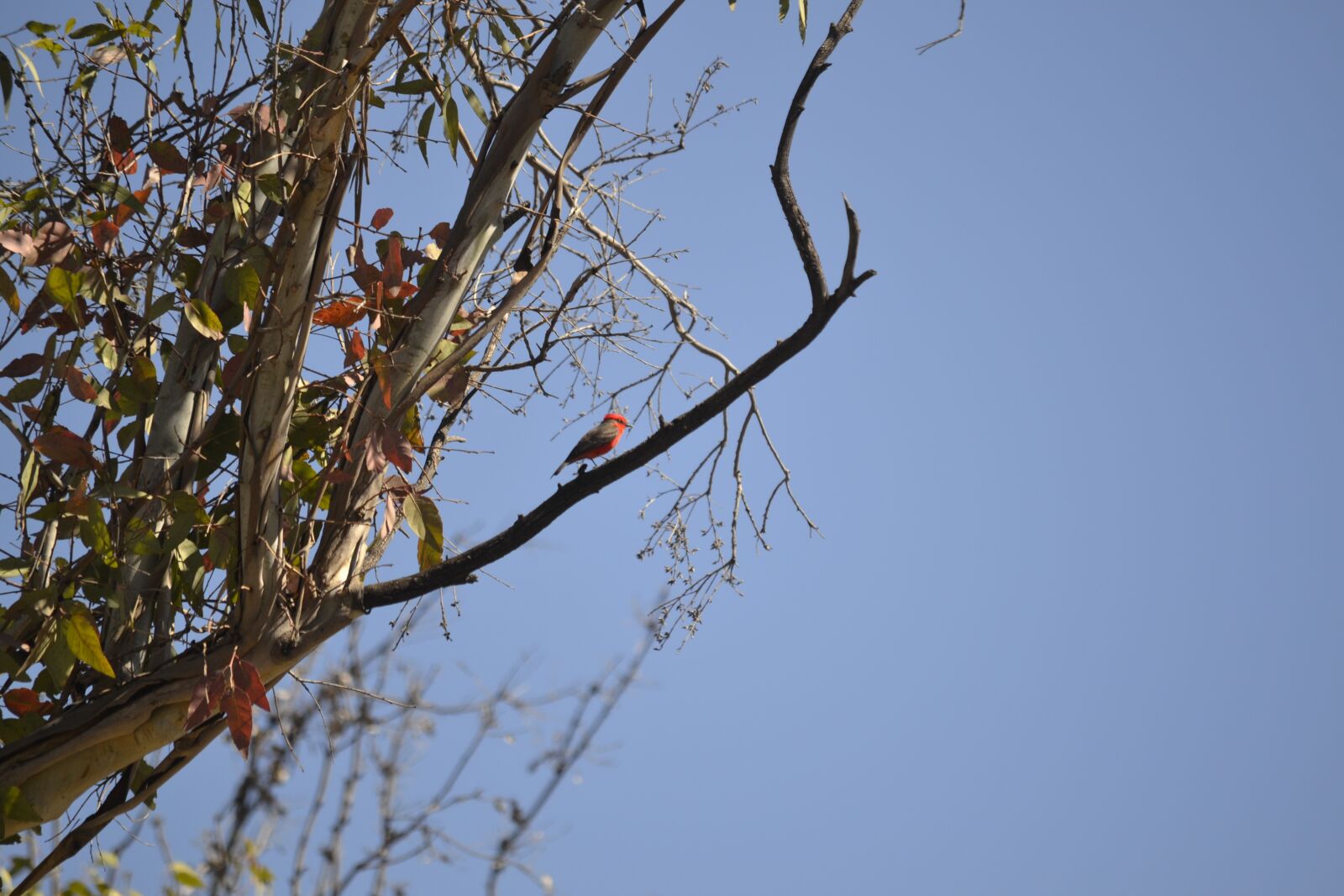 Nikon D3100 sample photo. Network, bird, tropical photography