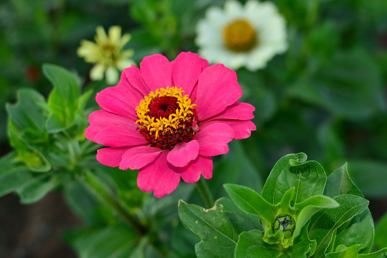 Nikon D7100 sample photo. Dream park, incheon, crape photography