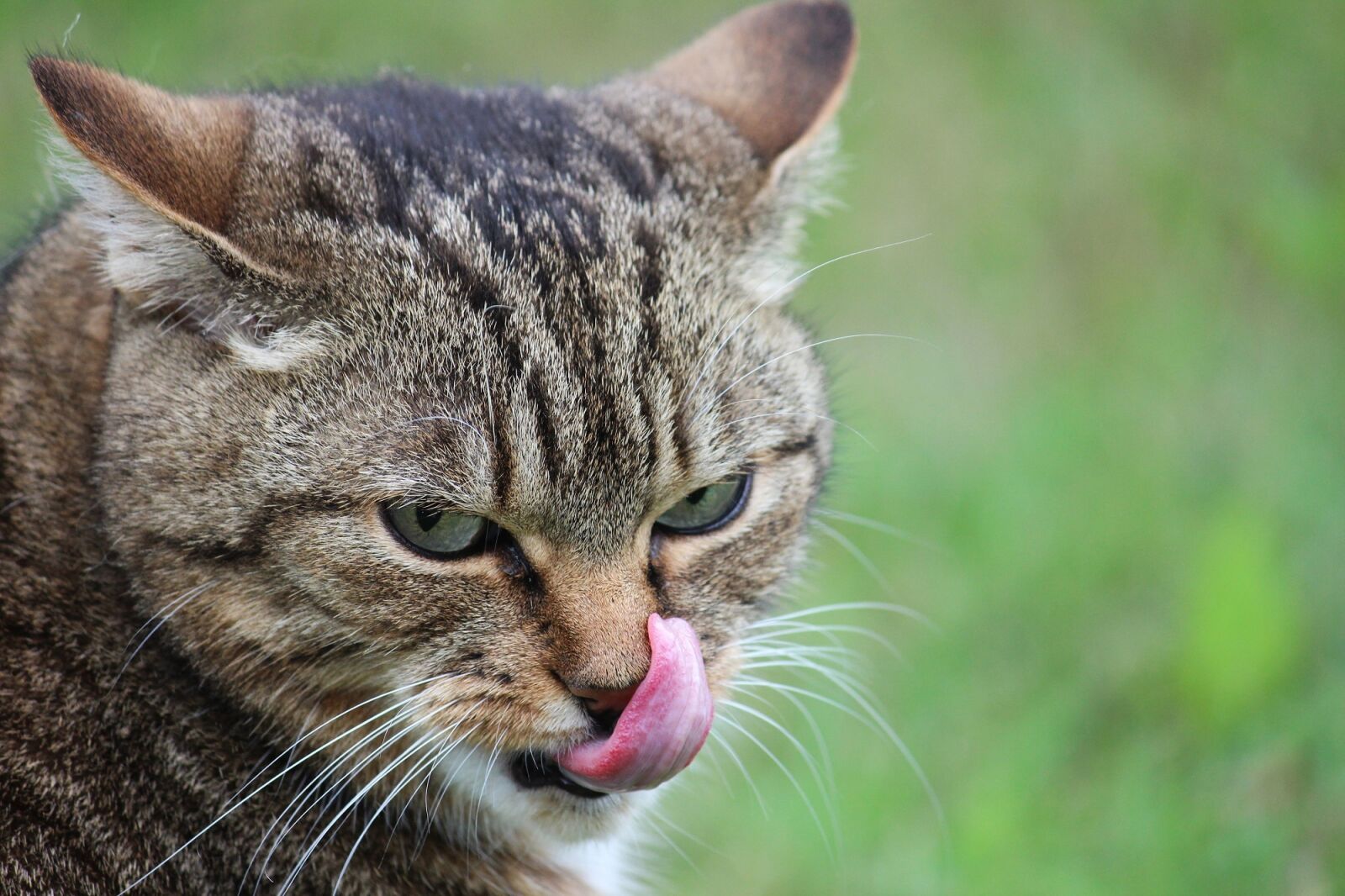 Canon EOS 600D (Rebel EOS T3i / EOS Kiss X5) sample photo. Cat, tongue, pet photography