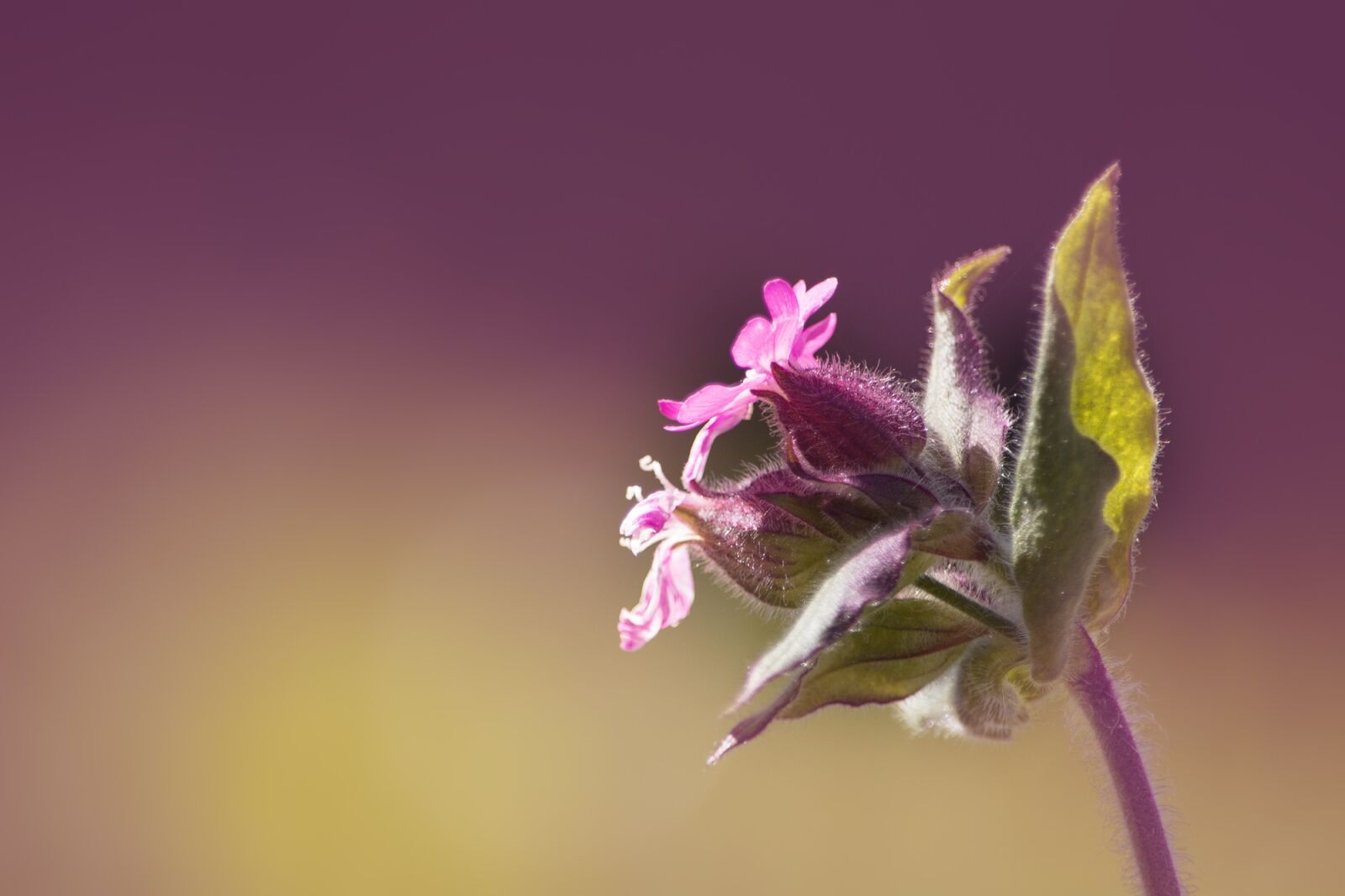Nikon D7100 sample photo. Campion, red campion, pointed photography