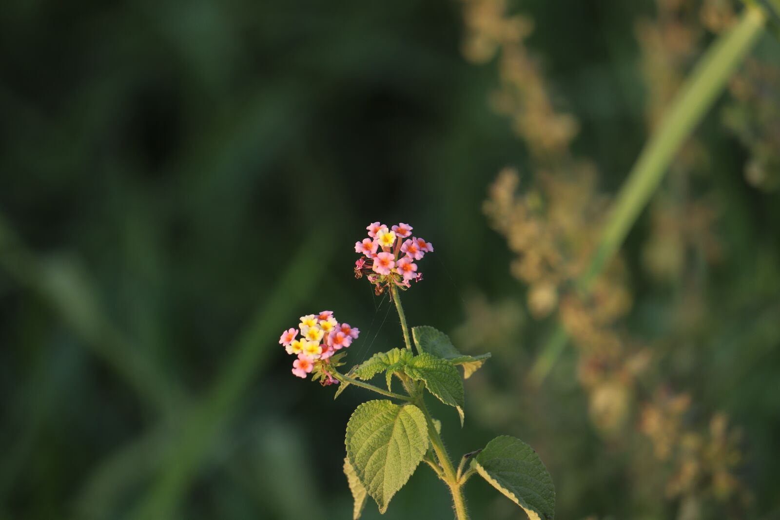 Canon EOS 250D (EOS Rebel SL3 / EOS Kiss X10 / EOS 200D II) sample photo. Small, flower, green photography