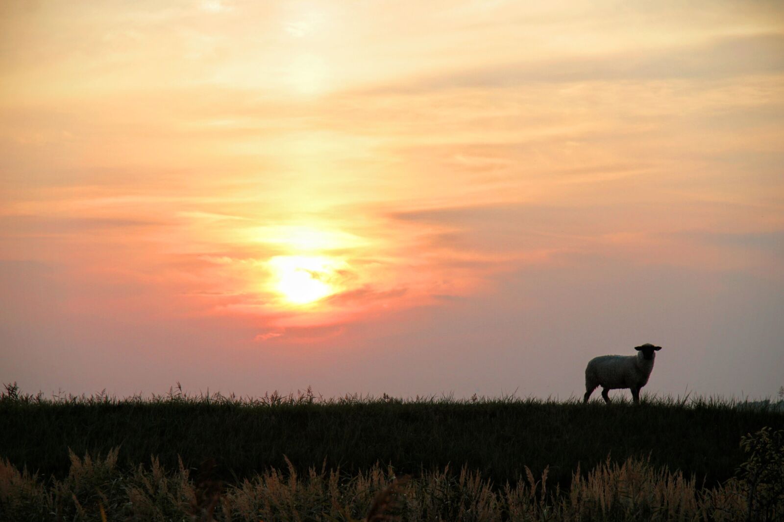 Canon EF-S 17-85mm F4-5.6 IS USM sample photo. Nature, dike, sheep photography