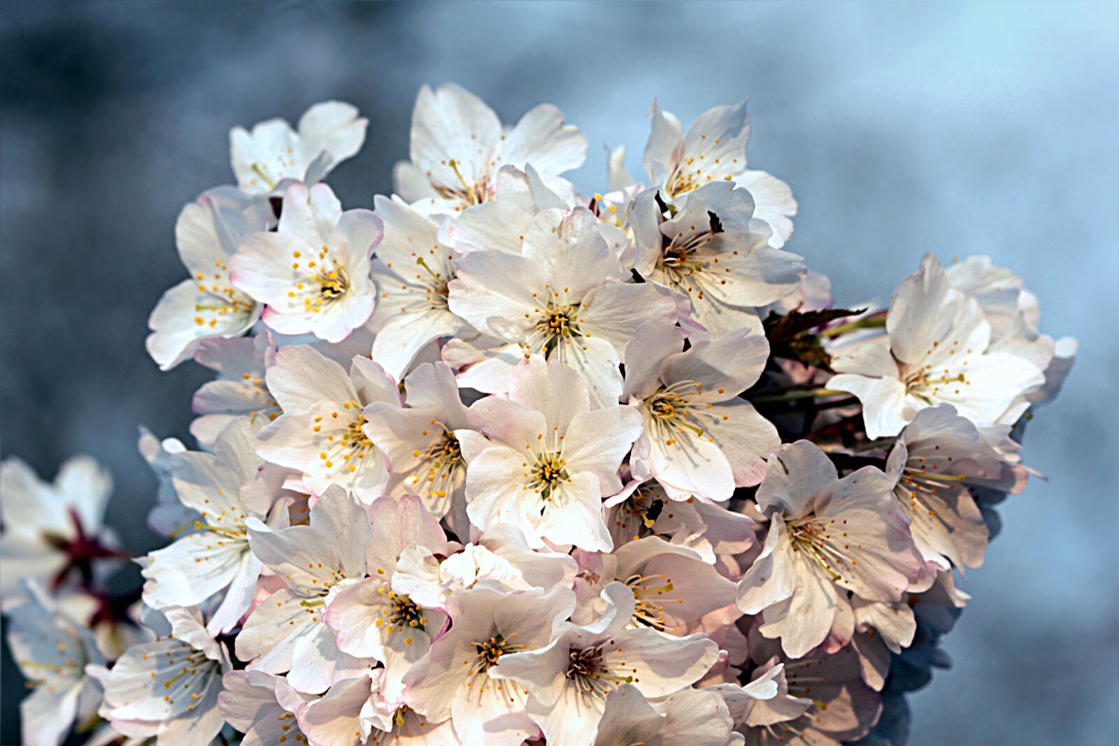 Canon EOS 550D (EOS Rebel T2i / EOS Kiss X4) sample photo. Cherry blossom, cherry, cherry photography