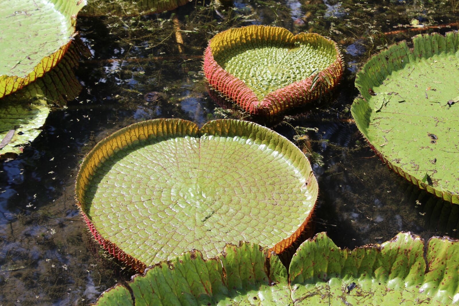 Canon EOS 1200D (EOS Rebel T5 / EOS Kiss X70 / EOS Hi) sample photo. Green, aquatic plant, water photography