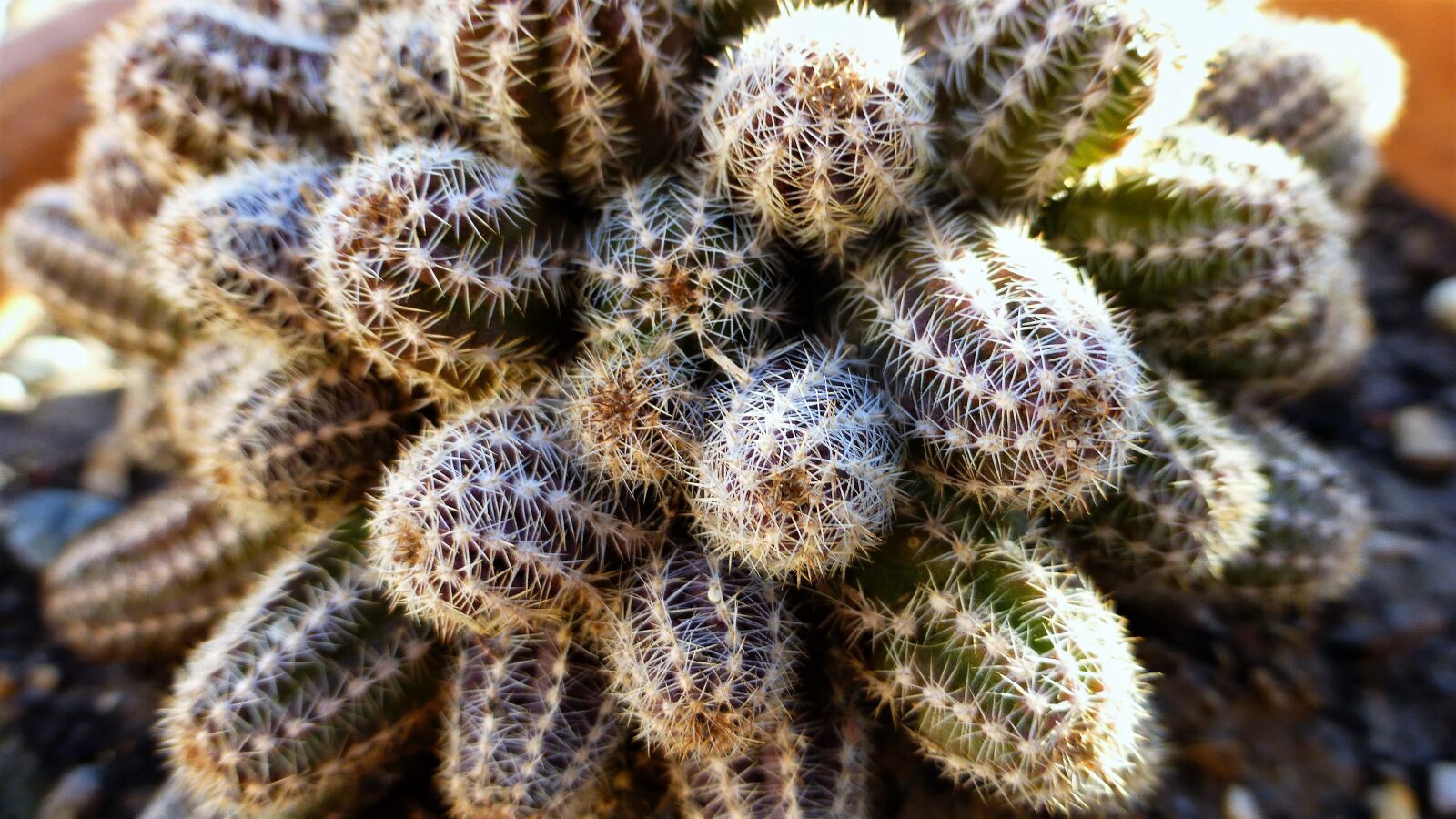 Panasonic Lumix DMC-ZS25 (Lumix DMC-TZ35) sample photo. Cactus, nature, thorn photography