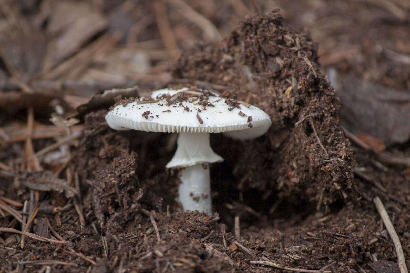 Canon EOS 350D (EOS Digital Rebel XT / EOS Kiss Digital N) sample photo. Fungi, poison, tree photography