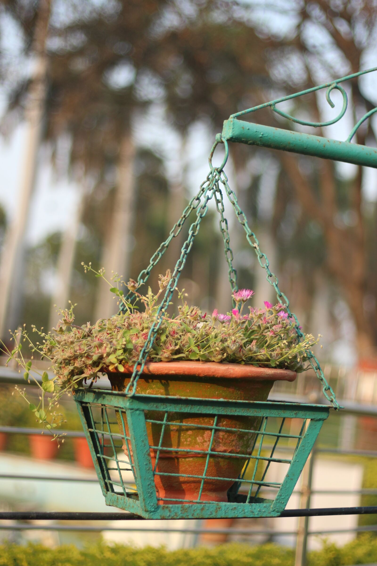 Canon EF 50mm F1.8 STM sample photo. Photo, pic, pixabay photography
