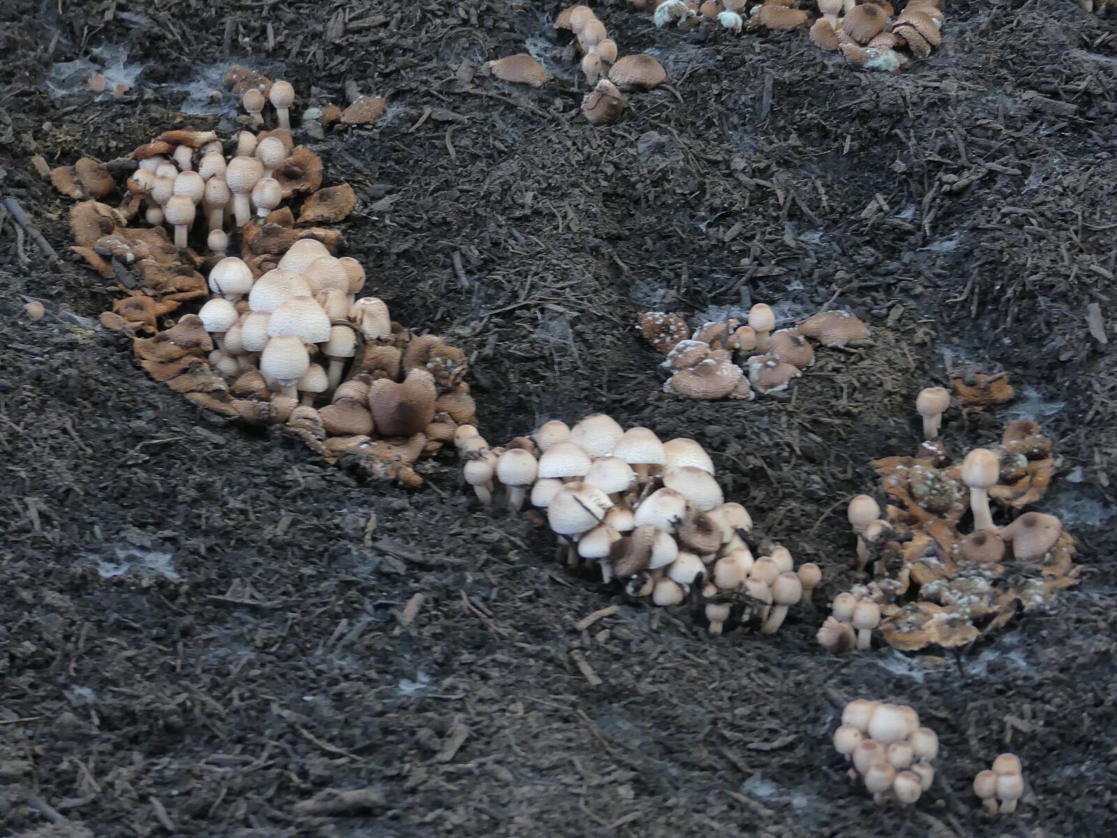 Panasonic Lumix DMC-FZ300 sample photo. Mushrooms, compost soil, environment photography