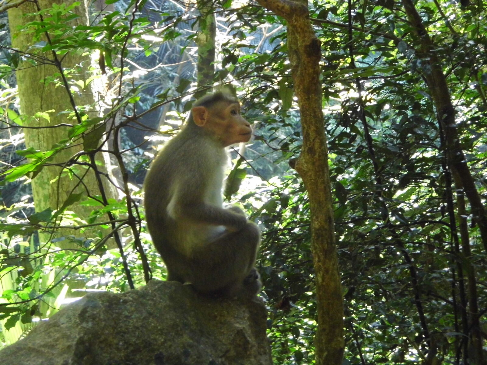 Benq GH600 sample photo. Monkey, monkey, sitting photography