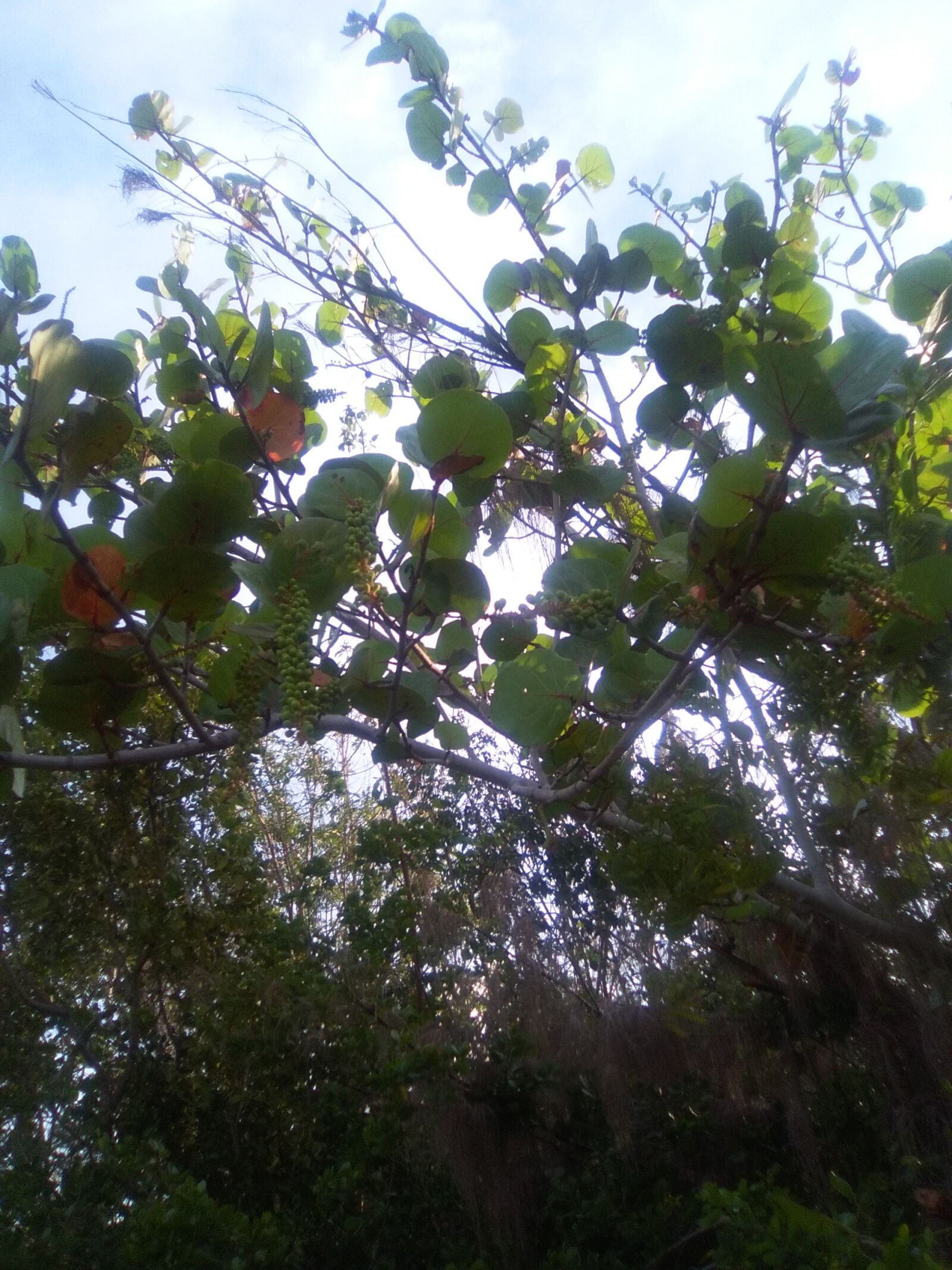 HUAWEI Y635-L03 sample photo. Grapes, hanging, grapes, tree photography