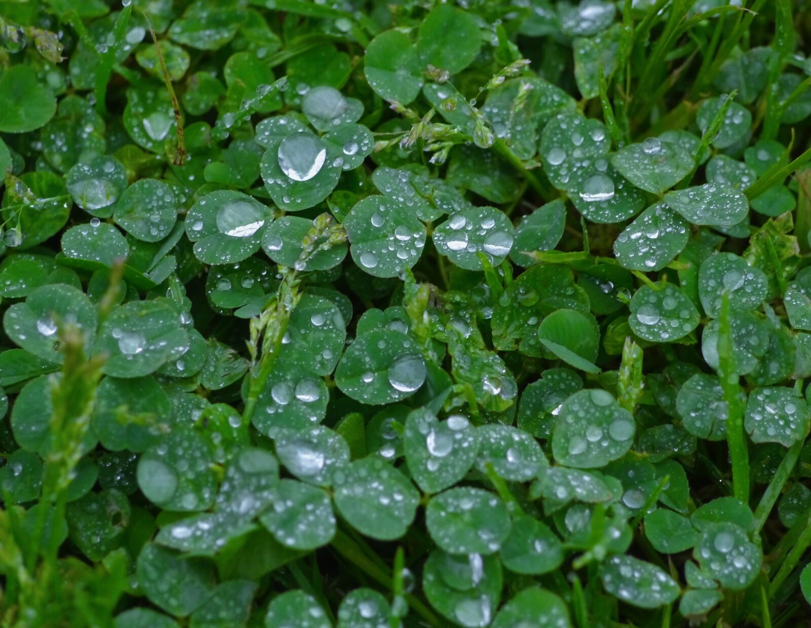 Panasonic Lumix DMC-GX1 sample photo. Rain, trefoil, clover photography