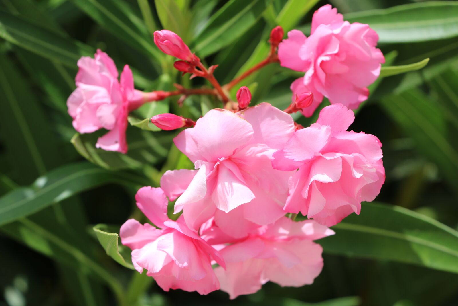 Canon EOS 760D (EOS Rebel T6s / EOS 8000D) sample photo. Flower, nature, flora photography