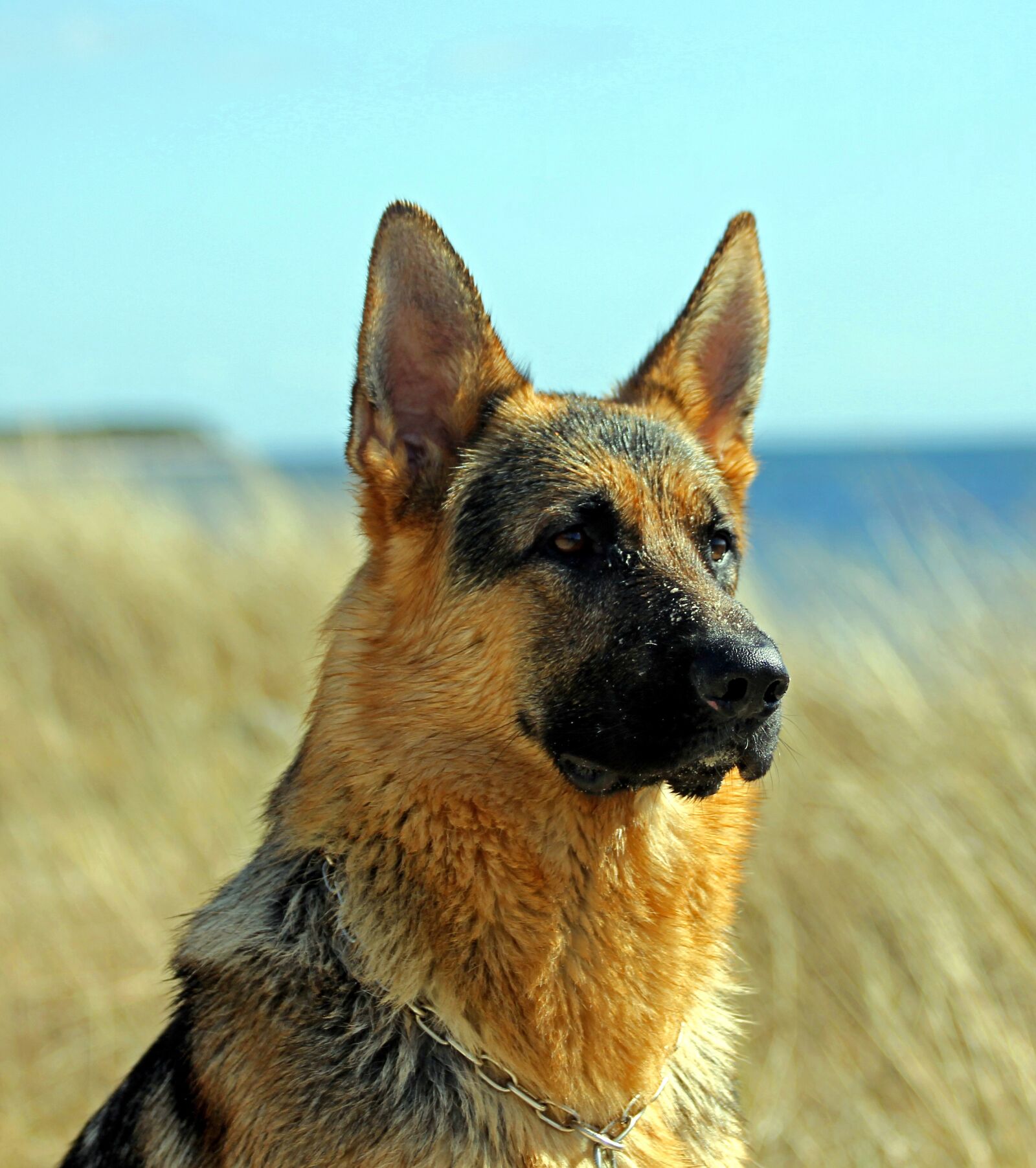 Canon EOS 550D (EOS Rebel T2i / EOS Kiss X4) sample photo. German shepherd dog, male photography