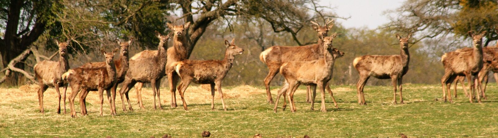 Canon EOS 350D (EOS Digital Rebel XT / EOS Kiss Digital N) sample photo. Animal, wildlife, mammal photography