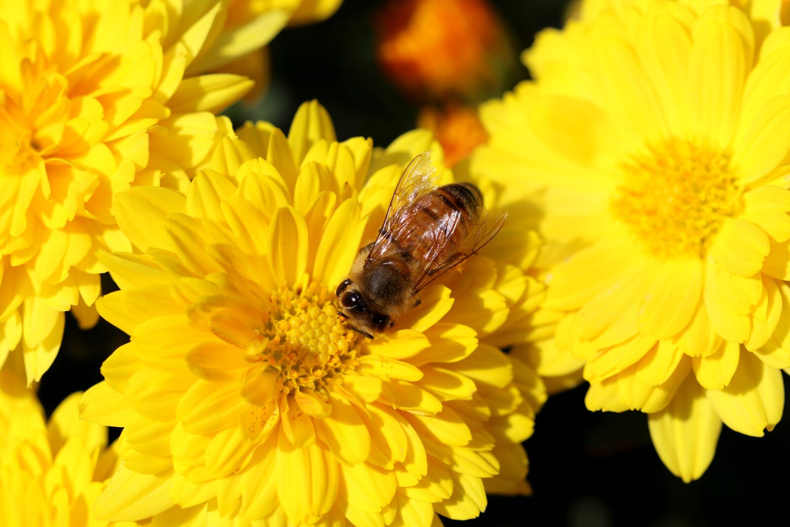 Canon EOS 7D Mark II sample photo. Chrysanthemum, flowers, bee photography